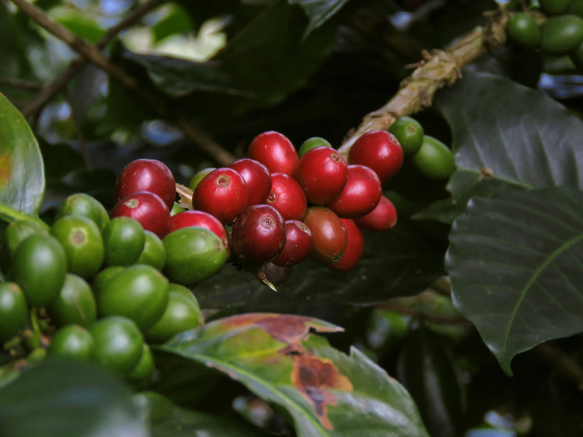 What Are Coffee Beans, Really?
